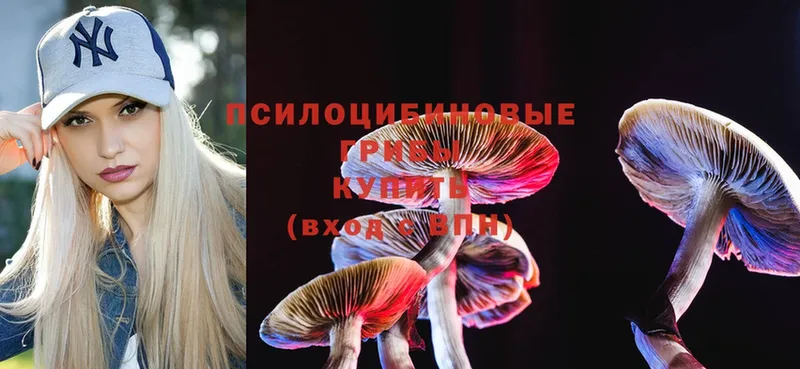 Галлюциногенные грибы Psilocybine cubensis  Каргат 